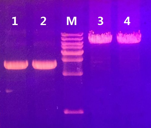 FastLong PCR MasterMix(图1)